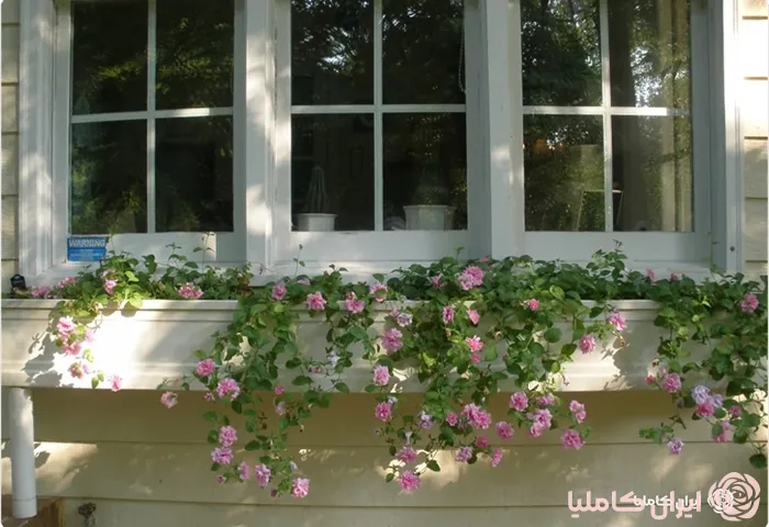 فلاورباکس فایبرگلاس 
